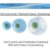 Cell Arrest/Replicative Aging/Senescence