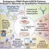 endogenous PINK1/Parkin/Usp30 Pathway Analysis in iNeurons ia Quantitative Proteomics 