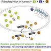 Ribophagy flux in human